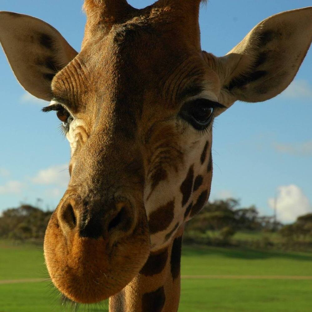 Meet your Posher, Kris